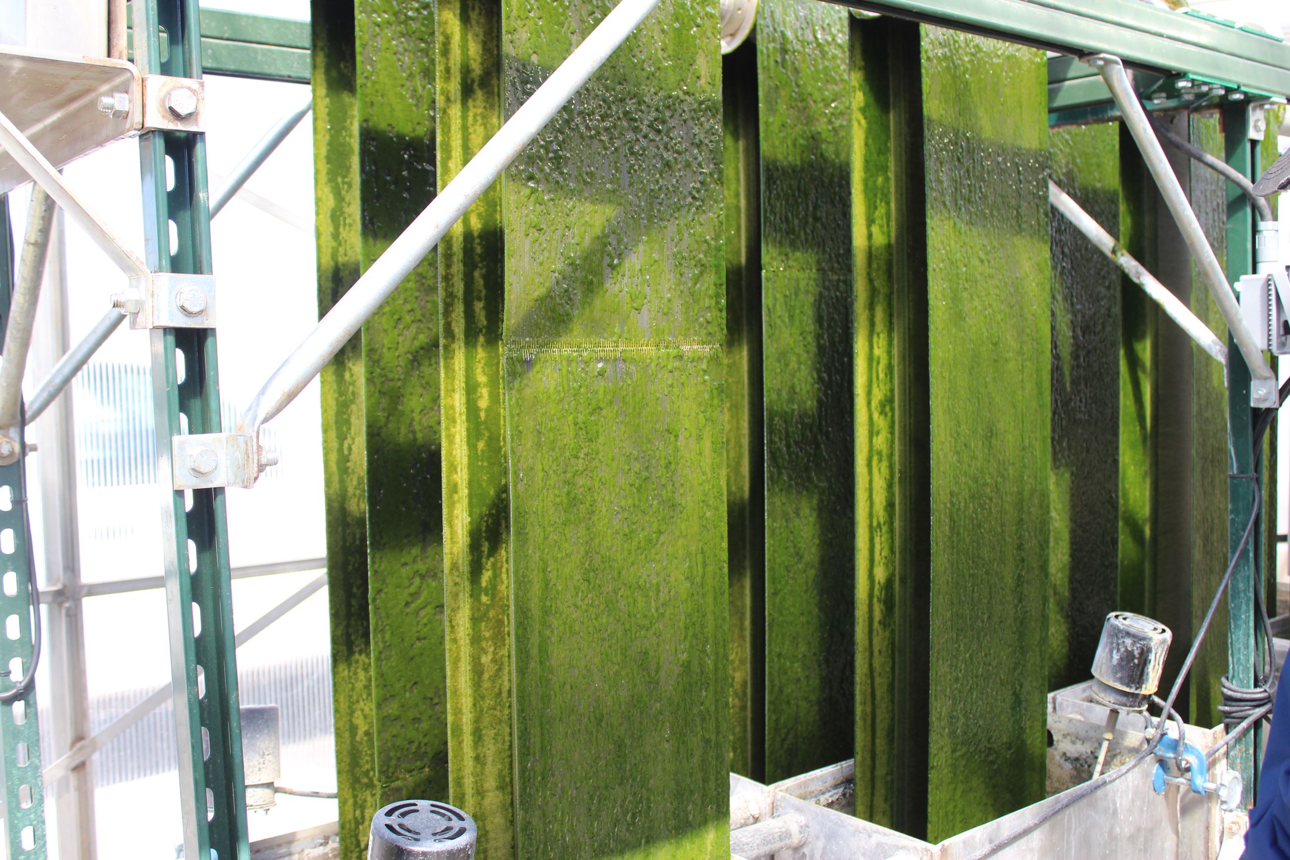 041922 Algae System at WRRF 04 (JPG)